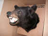 BearOnBox.jpg (522275 bytes)